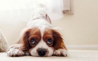 Popular Pet Supplements Recalled for Posing Health Risks: Is QE Strong’s Pet Pain Patch a Safe Alternative?