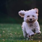 happy dog