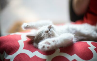 Supporting Pet Health and Wellness with QEStrong’s Quantum Energy Products