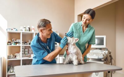 The Role of Quantum Energy and Natural Ingredients in Promoting Pet Health and Wellness