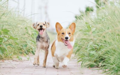 Quantum Energy Products for Pet Health and Wellness