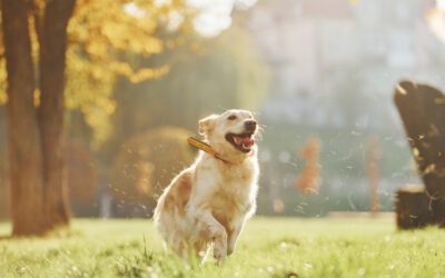 Improve Your Pet’s Wellness with Quantum Energy